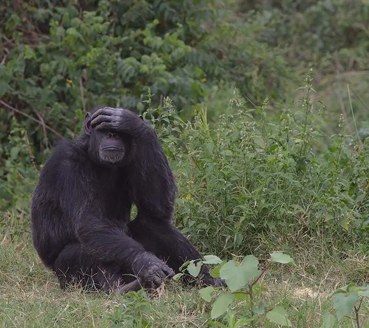 Chimpanzee Sitting